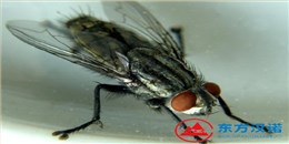 蒼蠅太多了用什么方法消滅才能去除干凈？